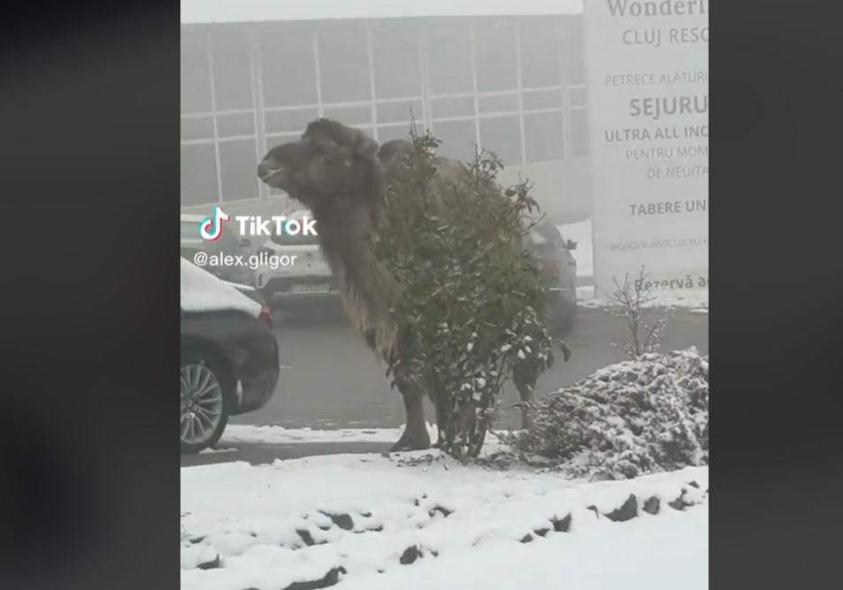 Imagini virale pe TikTok. O cămilă a fost filmată în timp ce lua „prânzul” în Cluj-Napoca | VIDEO