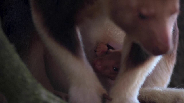 Un pui de cangur arboricol și-a făcut prima ieșire din marsupiul mamei, la o grădină zoologică din Anglia | VIDEO