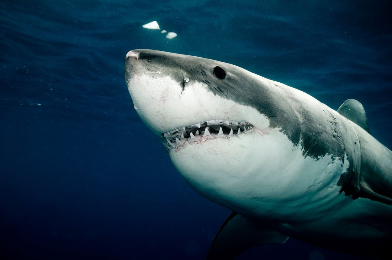 O turistă a murit după ce a fost atacată de un rechin în Insulele Canare. A rămas fără un picior, apoi a făcut stop-cardiac