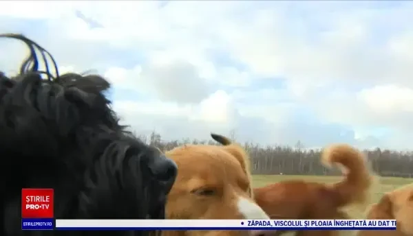 Persoanele care plimbă câini contra cost sunt la mare căutare. Unii au făcut din asta o adevărată afacere