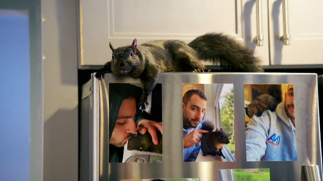 Povestea unei prietenii mai puțin obișnuite. ”Jumătate pisică, jumătate orice altceva, numai veveriță, nu”