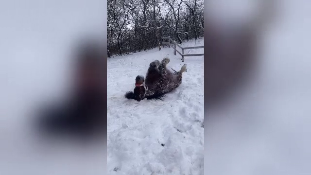 VIDEO amuzant cu Bobiță, un ponei din Iași, care s-a bucurat din plin de zăpadă. Cum a fost surprins