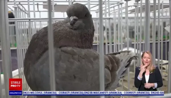 Oul de găină care se vinde cu opt lei bucata. Nu are colesterol și este bun pentru copii