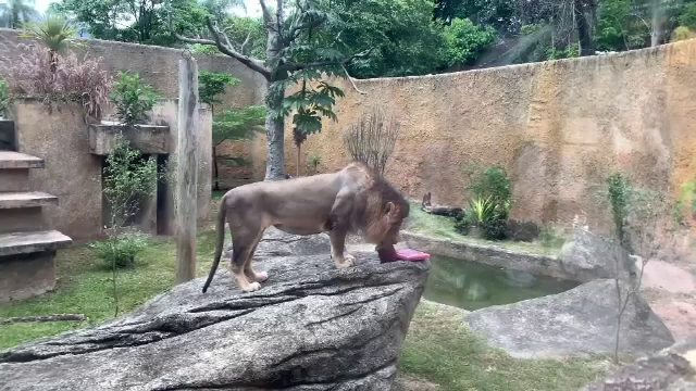 Animalele de la o grădină zoo din Rio de Janeiro s-au înfruptat din alimente înghețate, pentru a trece cu bine peste caniculă