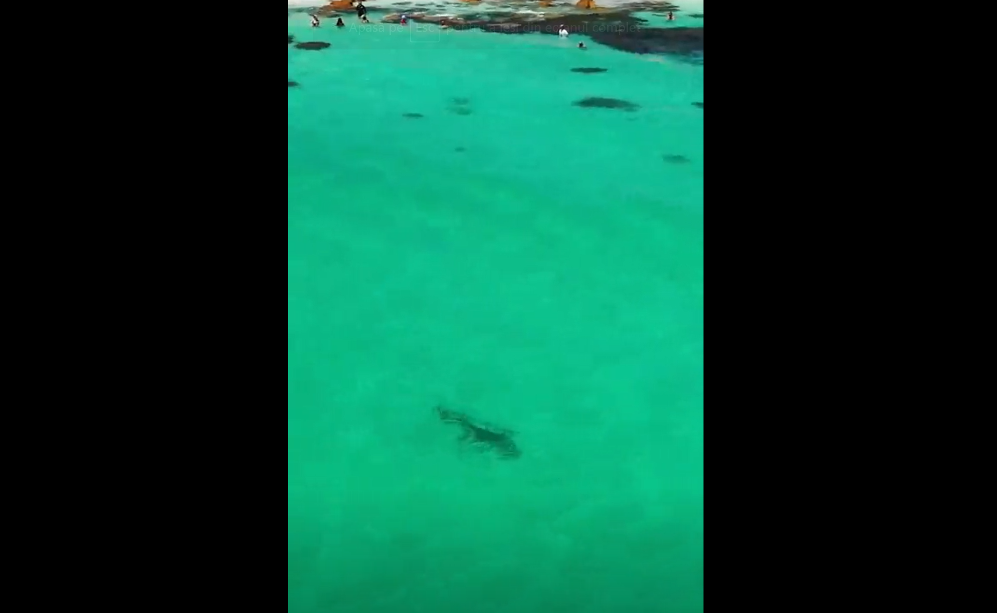 Cum a reușit un bărbat să salveze viața unor înotători. A filmat cu drona momentul în care un rechin le dădea târcoale VIDEO