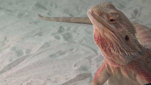 Peste 30 de reptile, expuse într-un centru comercial din Iași. Sute de copii au fost impresionați de șopârle și șerpi