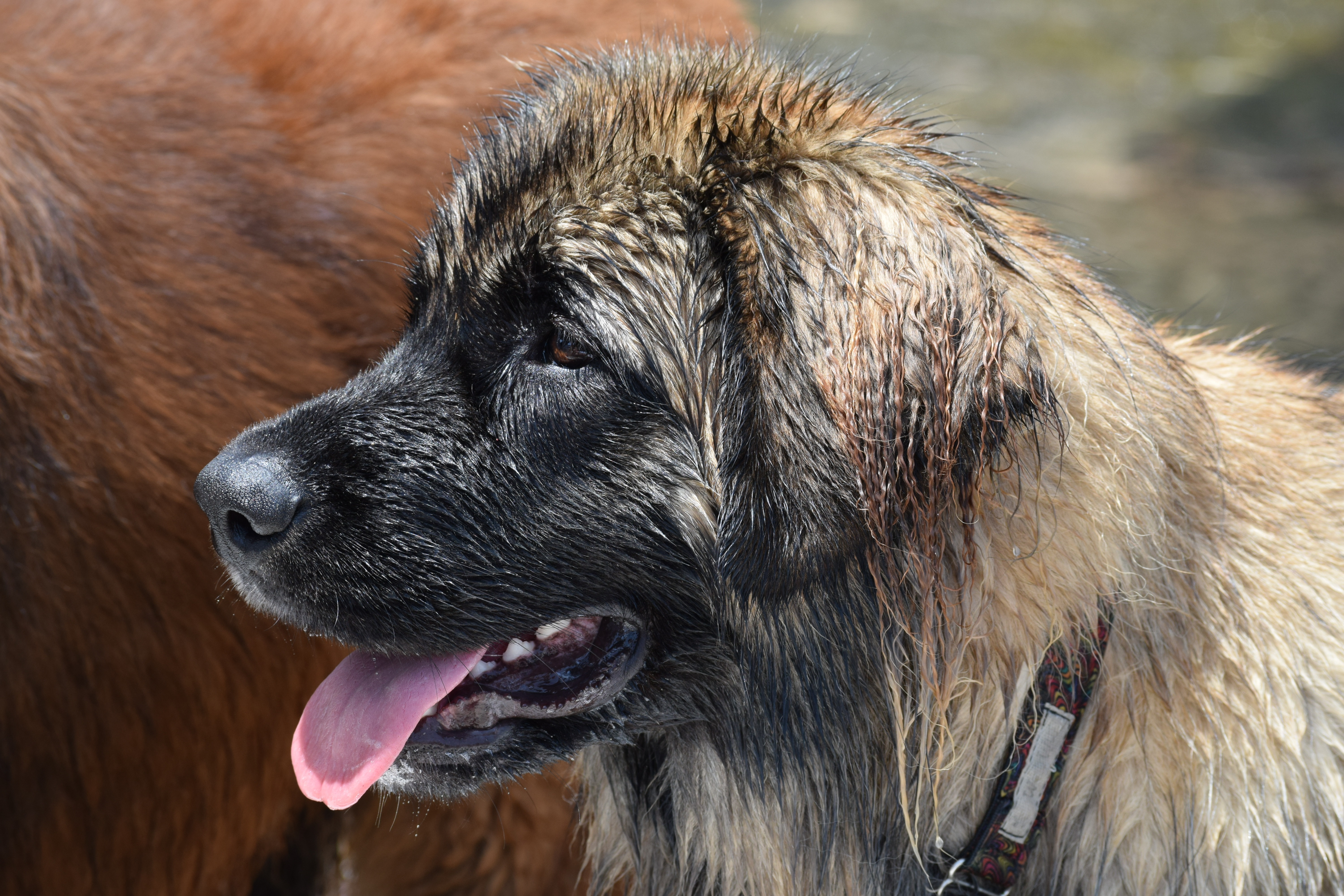O femeie a murit după ce a fost mușcată de jugulară, de un câine. Victima avea răni profunde în zona gâtului