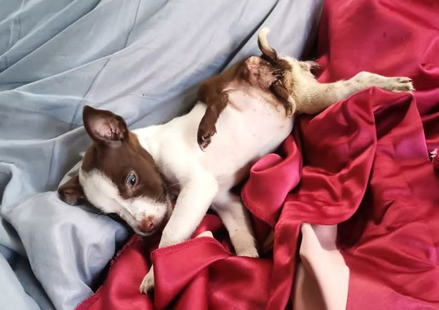 Un cățeluș mutant s-a născut cu cinci picioare și două cozi. Îngrijitorilor lui nu le-a venit să creadă