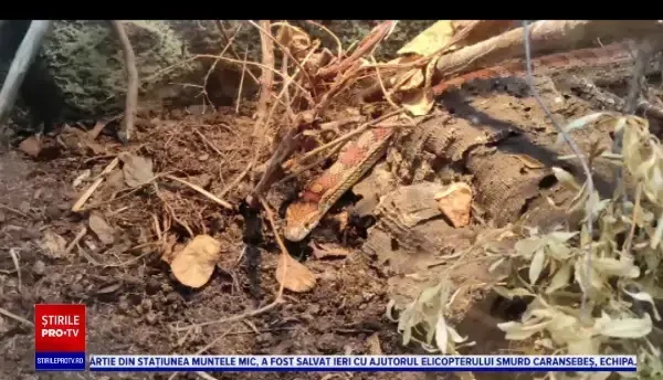 Peste 30 de reptile, expuse într-un centru comercial din Iași. Sute de copii au fost impresionați de șopârle și șerpi