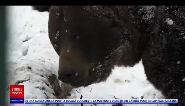 Un urs și-a făcut apariția la Grădina Zoologică din Târgu Mureș. Din fericire, nu a rănit niciun animal