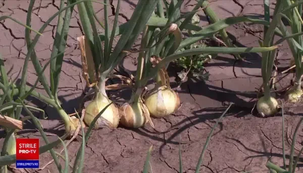 Țara în care ceapa a ajuns o legumă de lux. Nici în România producția de ceapă nu ajunge să acopere nevoia de consum