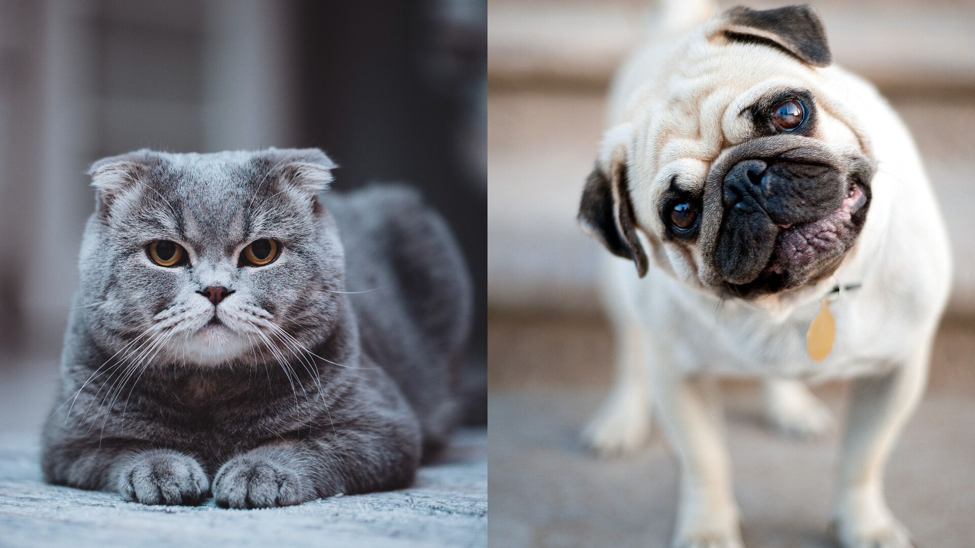 Câinii din rasa Mops ar putea fi interziși în Olanda. Ce animale care prezintă mutații genetice se mai află pe listă