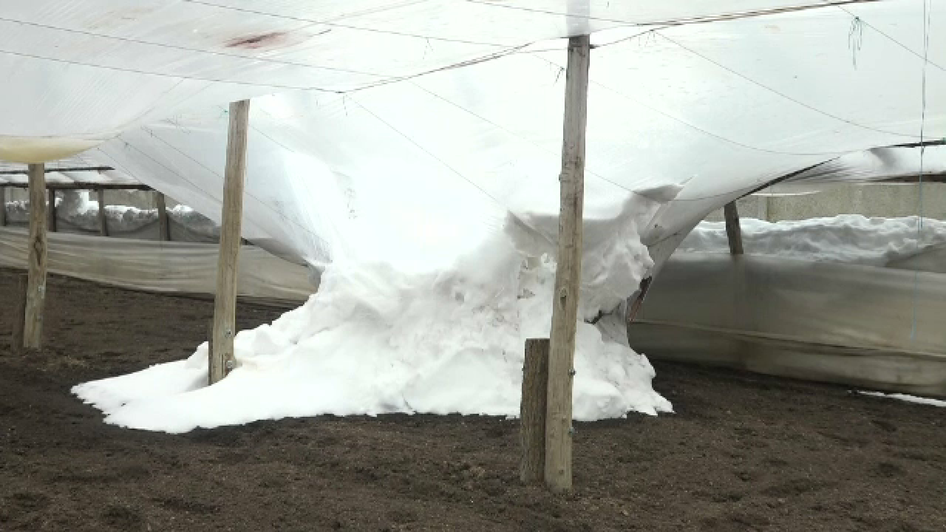 Zăpada a făcut prăpad în solariile din Matca: Foarte grea, apoasă, un fenomen pe care nu l-am mai întâlnit. GALERIE FOTO