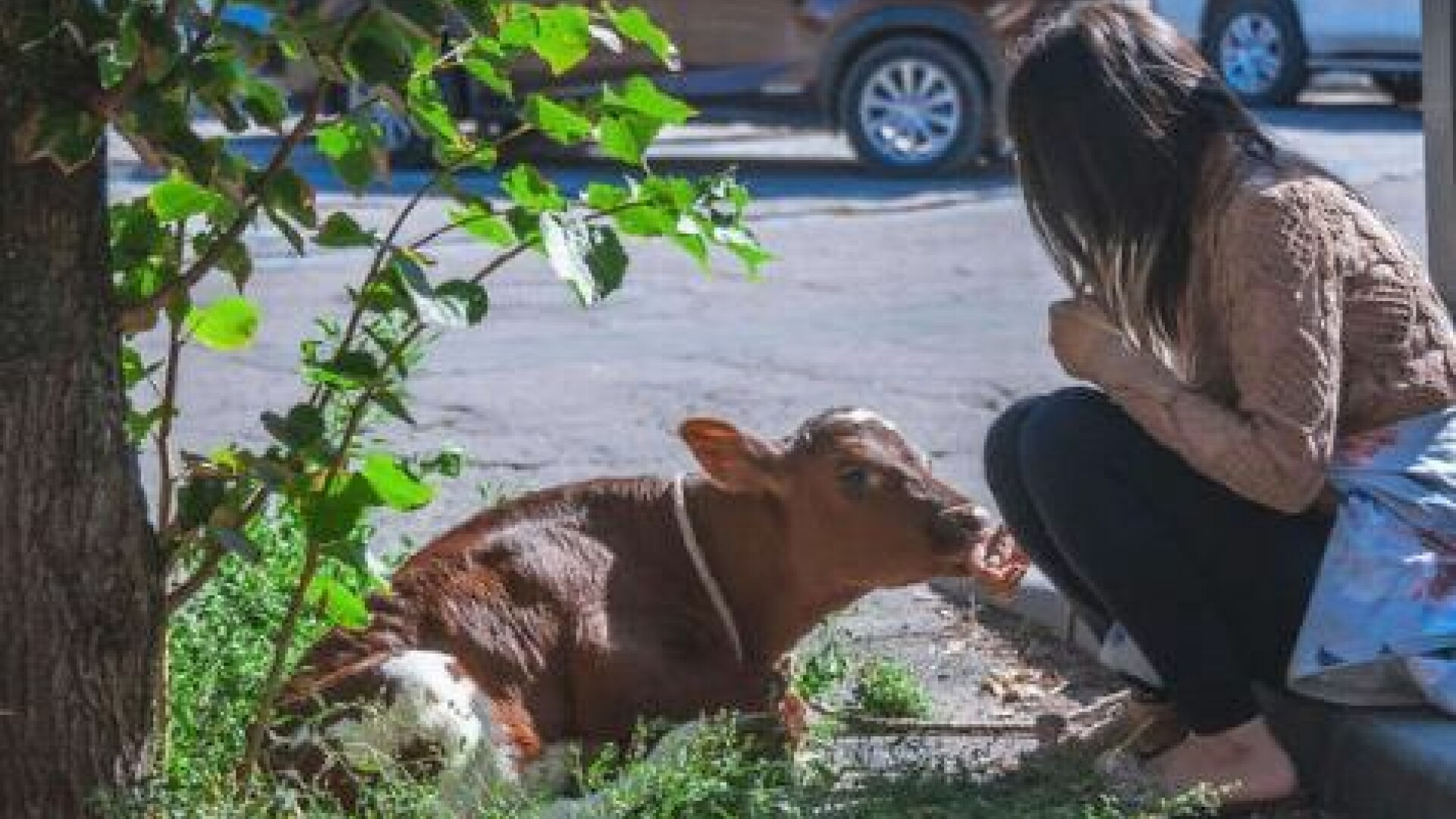 Ce a pățit o femeie care a plimbat un vițel în Piața Roșie din Moscova. „Am decis să-i arăt țara”