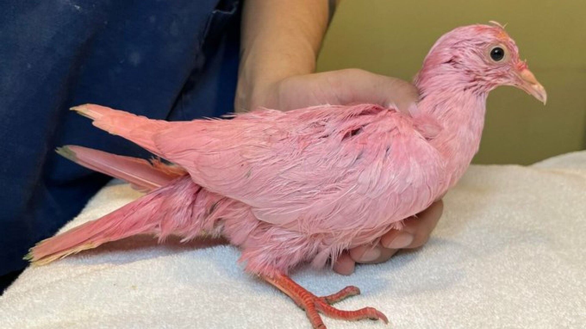 Un porumbel roz a fost găsit rătăcind într-un parc. Motivul pentru care ar fi fost vopsit a stârnit furie