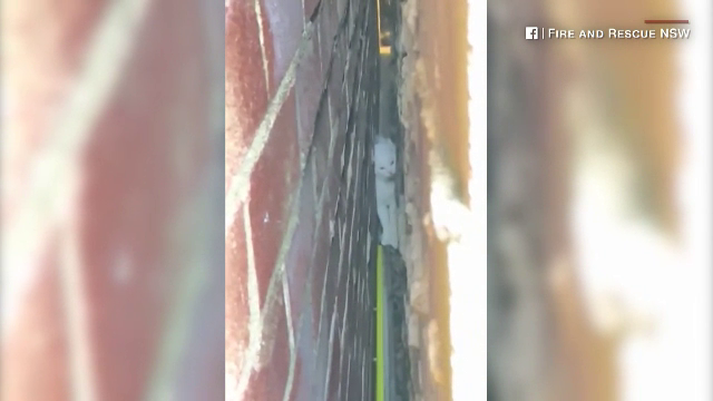 O pisică a fost salvată de o echipă de pompieri din Sydney. Felina speriată era captivă între pereții unei clădiri