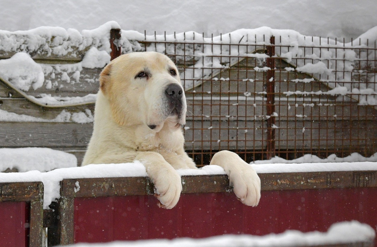 Botoșani: Trei câini din rasa ciobănesc de Asia Centrală, salvați din mâinile unui individ care le-a tăiat cozile și urechile