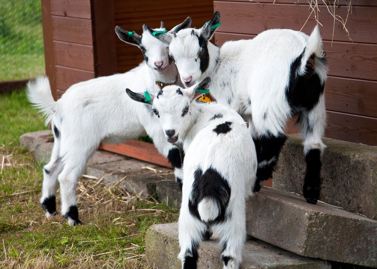 Directorul unei grădini zoologice, acuzat că a ordonat ca niște capre pigmee să fie ucise și gătite pentru o petrecere