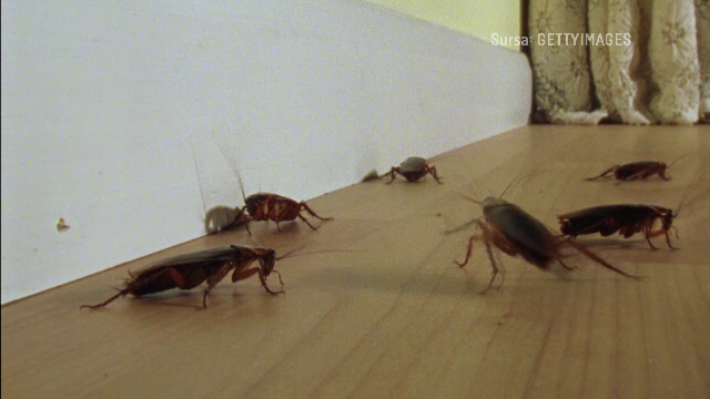 Cum au scăpat definitiv de gândaci locuitorii unor blocuri din București. A dispărut și mirosul neplăcut