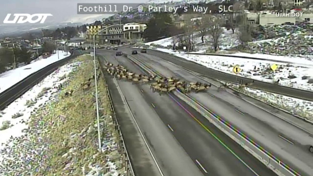 Trafic blocat pe autostradă. O turmă de elani a luat-o la goană pe șosea