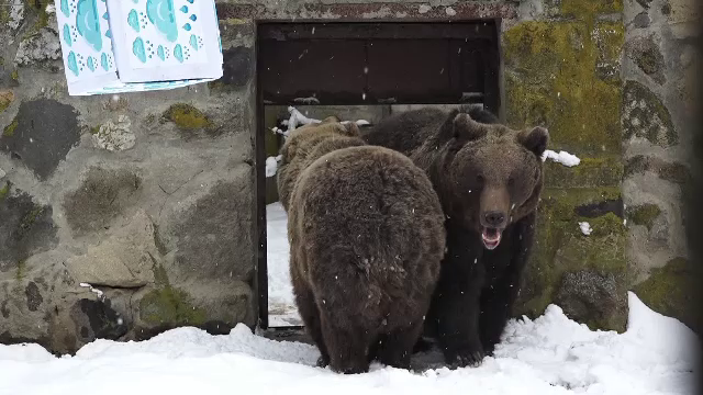 Marmota care face prognoze meteo și urșii care prezic sosirea primăverii. Ce spune tradiția