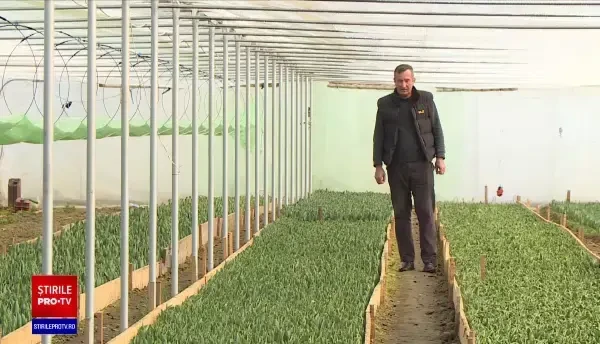 Florile se scumpesc. Producătorii se plâng că nu sunt ajutați de stat