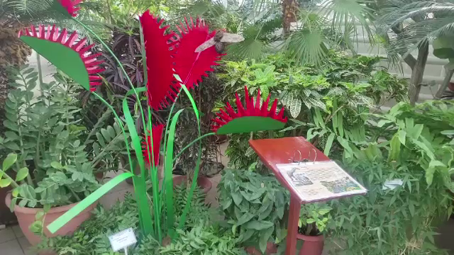 Expoziție exotică la Grădina Botanică din Iași. Plantele carnivore au fost printre cele mai admirate