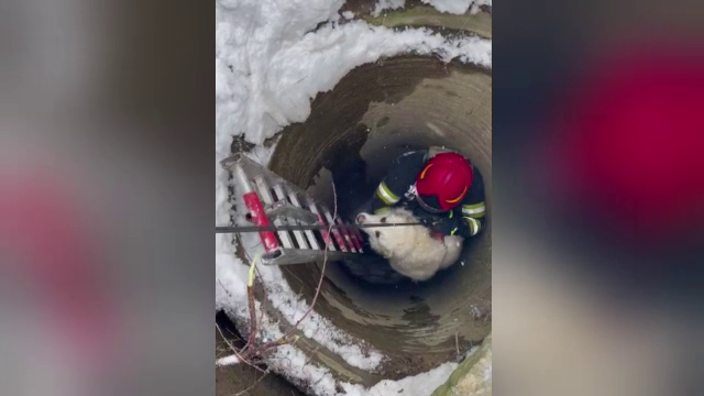 Operațiune de salvare inedită, în Neamț. Un câine a fost scos teafăr, după ce a alunecat pe zăpadă și a căzut într-o fântână