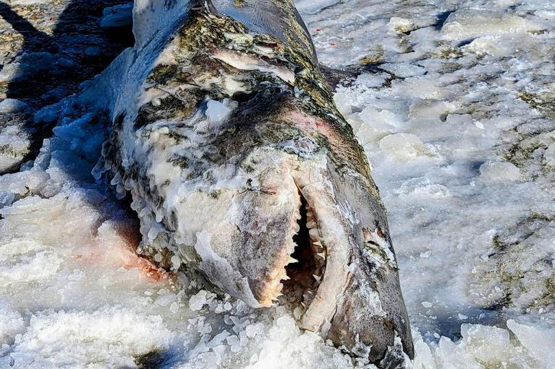 Un rechin perfect înghețat a fost descoperit pe o plajă din SUA