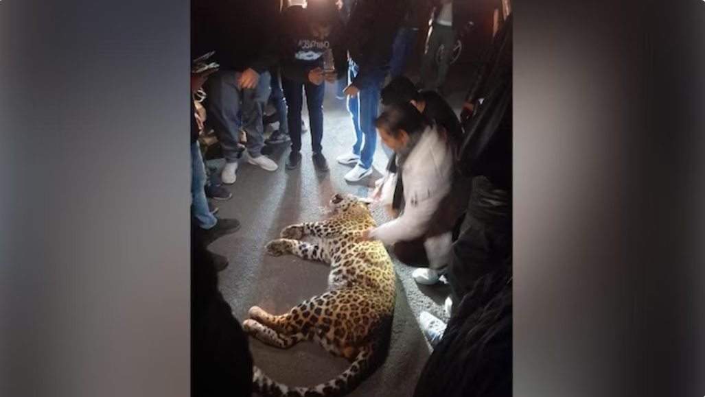 Un leopard a intrat într-un tribunal și a făcut mai multe victime. Un avocat a încercat să-l alunge cu o lopată VIDEO