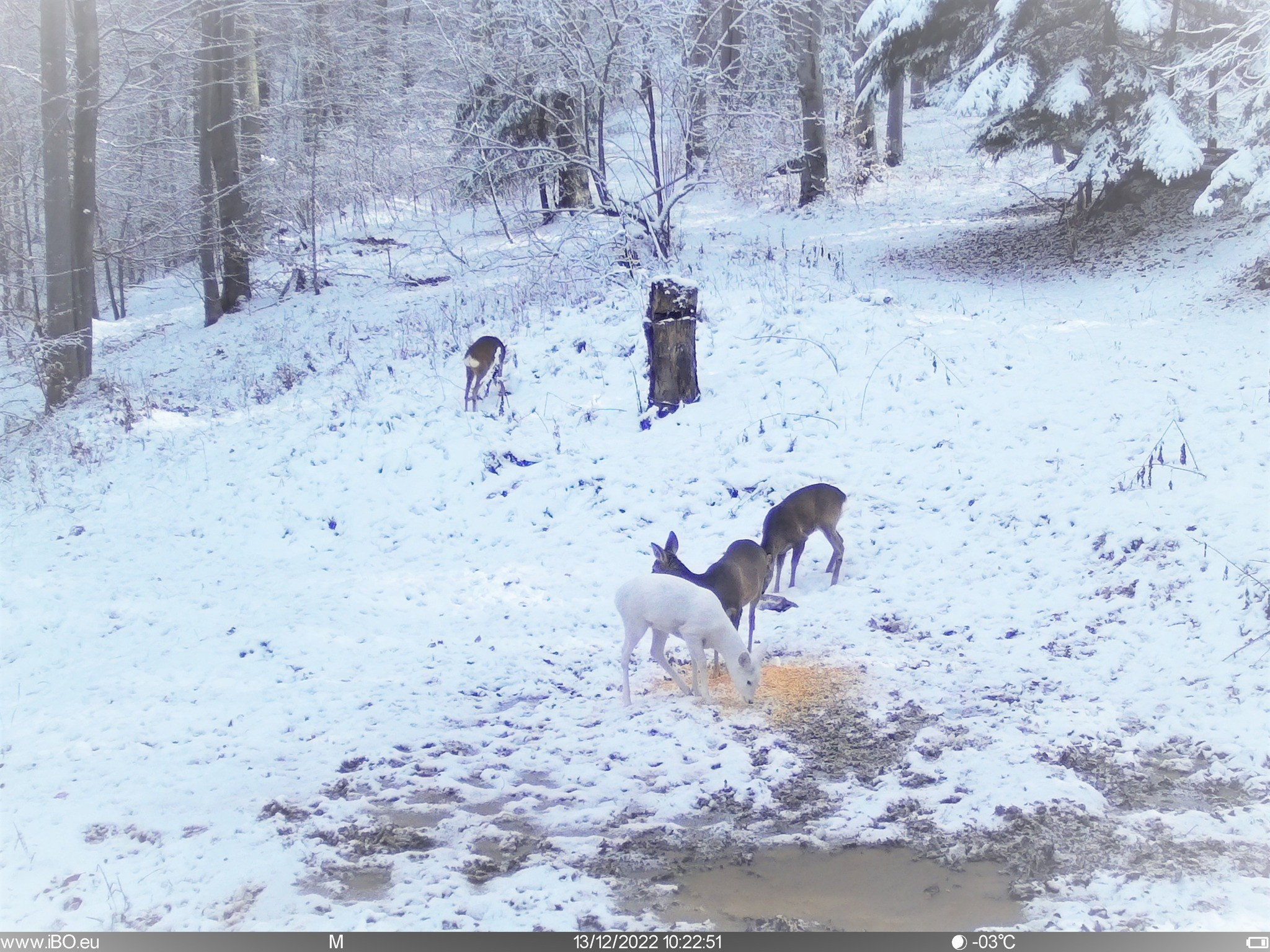 Animalul rar care a apărut în Parcul Natural Bucegi. Imaginile postate de Romsilva. FOTO