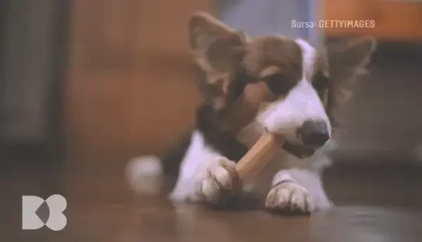 De ce nu este bine să ”ronțăim” între mese? Iată ce fenomen periculos se produce pentru tot organismul