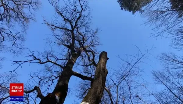 Zeci de lilieci, uciși cu drujba de muncitorii care toaletau copacii, la Sibiu. Nu s-au oprit nici când au văzut masacrul