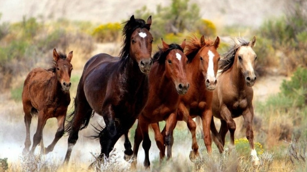 Caii din Delta Dunării vor fi microcipați. Autorităţile spun că animalele ar strica ecosistemul şi ar putea răspândi boli