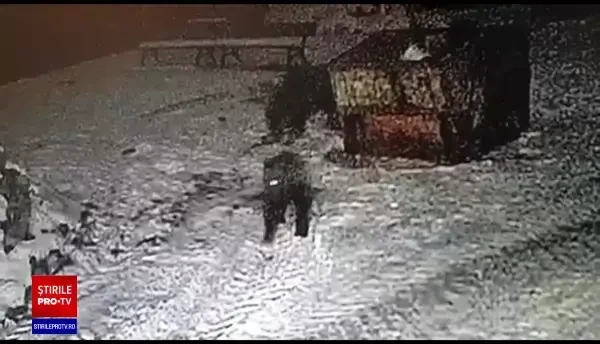 O familie de urși, în "vizită" la Grădina Zoologică din Târgu Mureș. Animalele au escaladat gardul în căutare de hrană