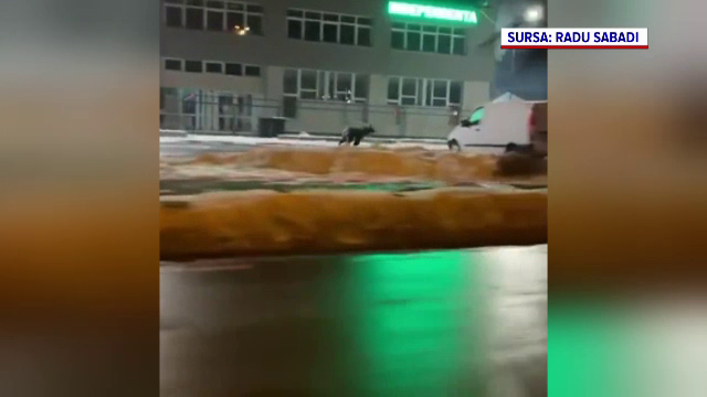 Alertă în Sibiu. Un urs a fost filmat în timp ce alerga nestingherit pe străzile din Șelimbăr | VIDEO
