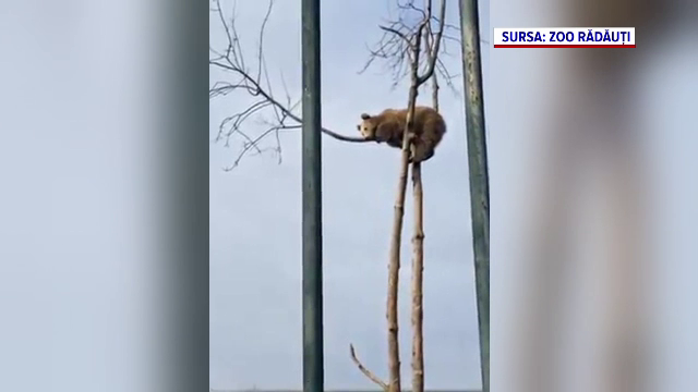 Spectacol la Grădina Zoologică din Rădăuți. O ursoaică s-a urcat în copac, spre amuzamentul vizitatorilor