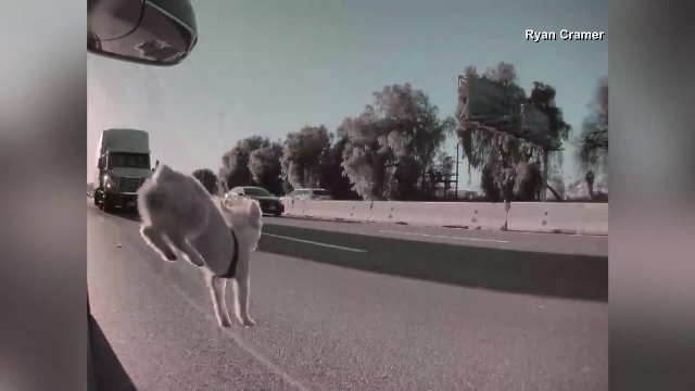 Momentul în care un câine sare dintr-o mașină aflată în mișcare. Animalul s-a ales cu o fractură de șold | VIDEO