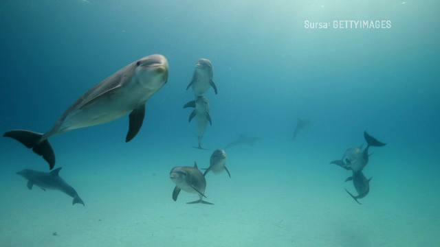Imagini rare din Delta Dunării. Delfini surprinși înotând pe brațul Sfântu Gheorghe | VIDEO