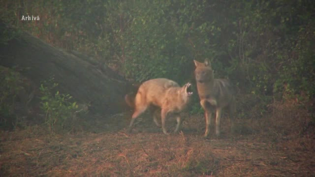 Se va da liber la vânătoarea de șacali în Delta Dunării. Ministerul Mediului a aprobat cererile primarilor