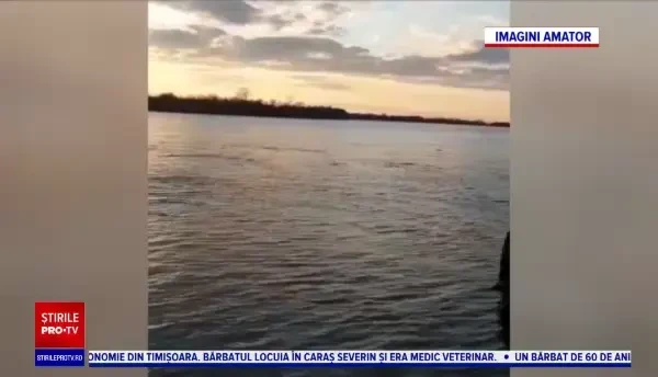 Imagini rare din Delta Dunării. Delfini surprinși înotând pe brațul Sfântu Gheorghe