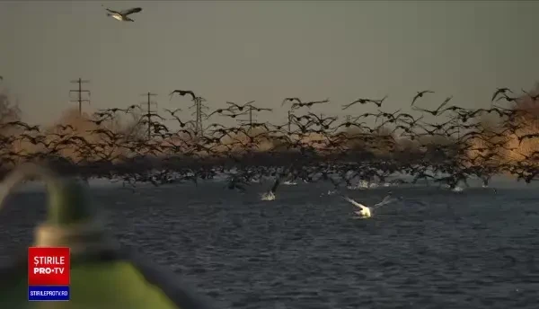 Activiștii de mediu cer autorităților să suspende autorizațiile de pescuit industrial pe Olt, Siret și Prut