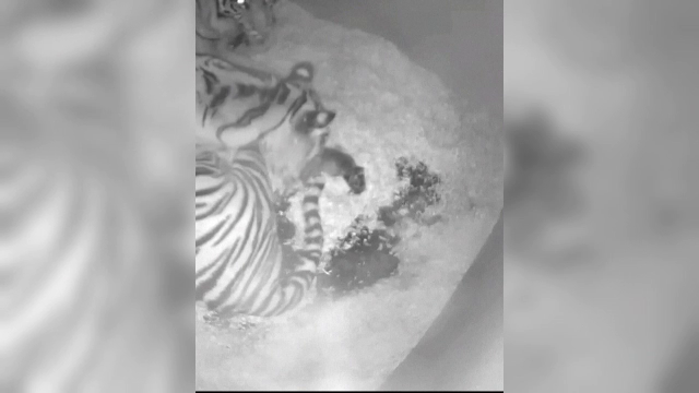 Doi pui de tigru de Sumatra au venit pe lume la Grădina Zoologică Chester din Marea Britanie. Momentul a fost filmat | VIDEO