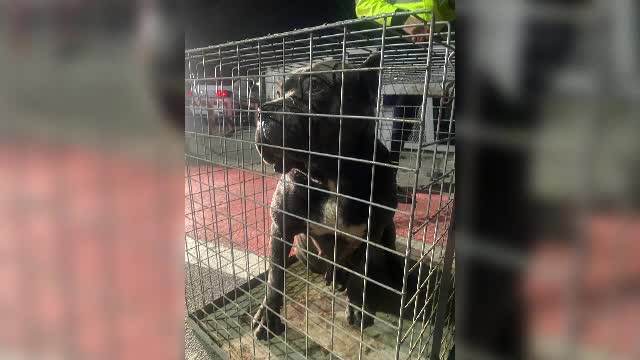 Femeia atacată de câini în zona Lacului Morii s-a aruncat de pe dig ca să scape. Sancțiunea primită de stăpânul animalelor
