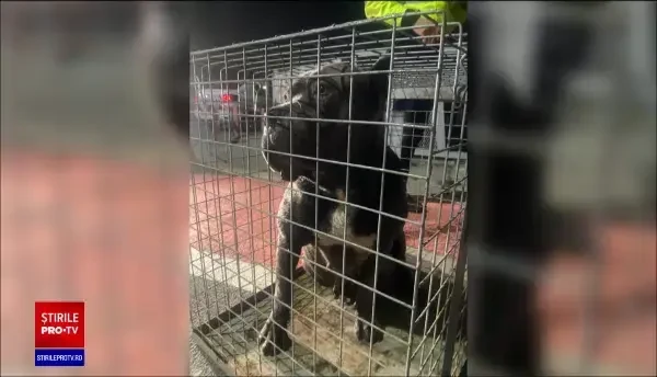 Femeia atacată de câini în zona Lacului Morii s-a aruncat de pe dig ca să scape. Sancțiunea primită de stăpânul animalelor