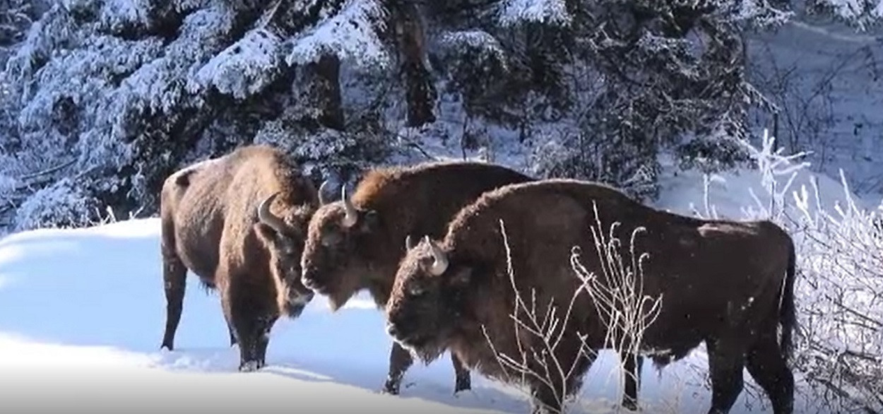 Mai mulţi zimbri au intrat în gospodăriile oamenilor, în Caraş-Severin. Decizia autorităților