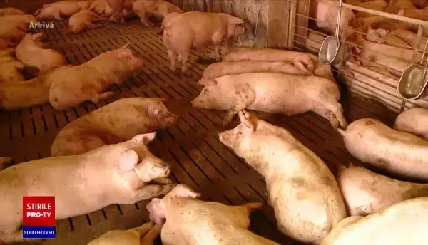 Proiect. Crescătorii afectați de pesta porcină, despăgubiți numai dacă au animalele înregistrate într-o bază de date