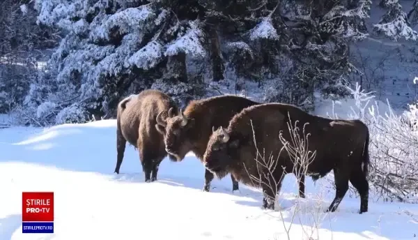 Mai mulţi zimbri au intrat în gospodăriile oamenilor, în Caraş-Severin. Decizia autorităților