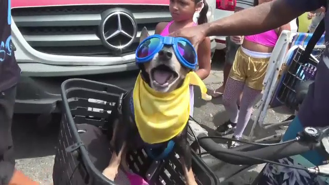 Parada câinilor, una dintre cele mai îndrăgite de la Carnavalul de la Rio. „E momentul lor să fie împreună, să se joace”