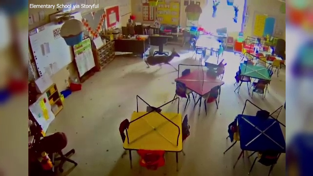 O căprioară a intrat din greșeală într-o clasă prin fereastră și a rămas blocată. Incidentul a fost filmat